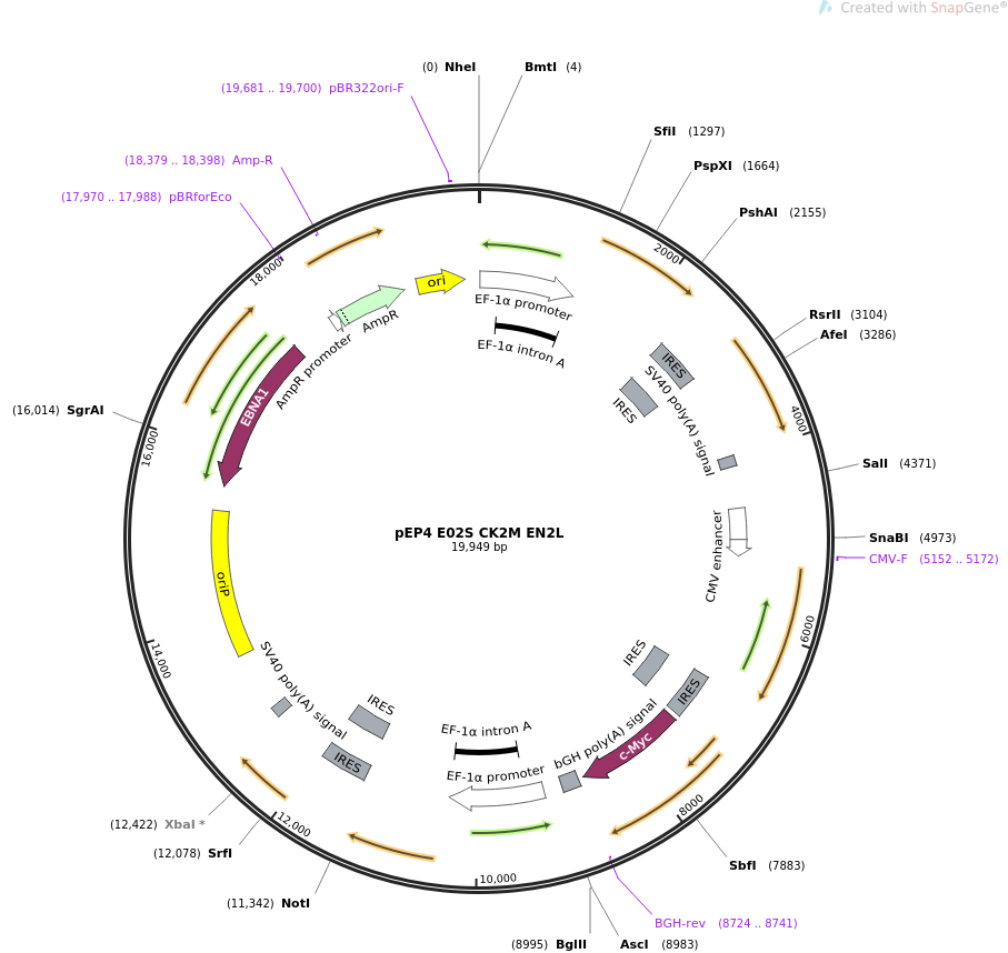 pEP4 E02S CK2M EN2L质粒图谱